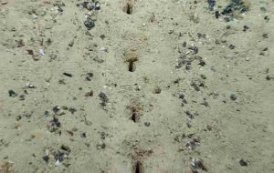 Il mistero delle orme sul fondale marino