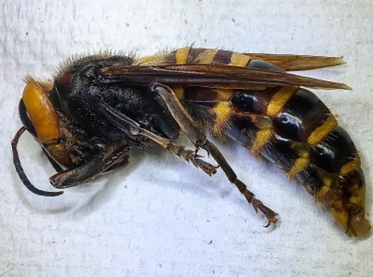 Un esemplare di vespa Velutina