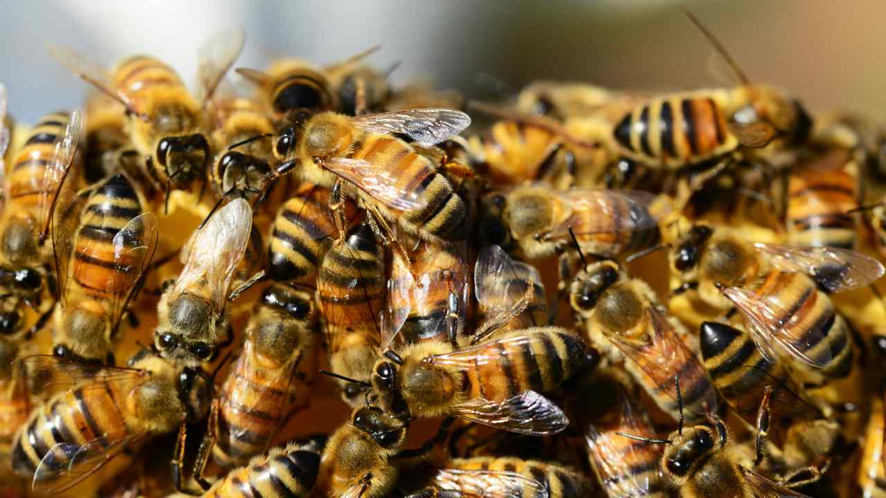 Scopri quanto pesano tutti gli insetti della Terra