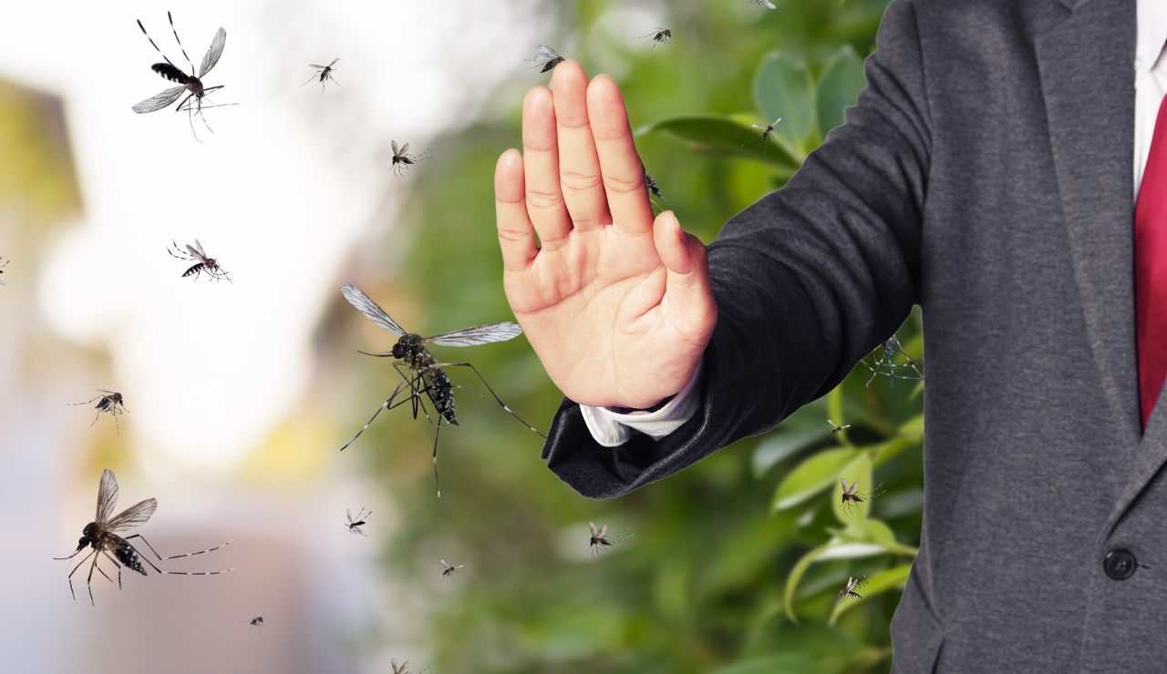 La pianta per allontanare le zanzare