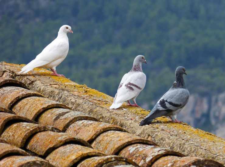 piccioni e addio alla sporcizia