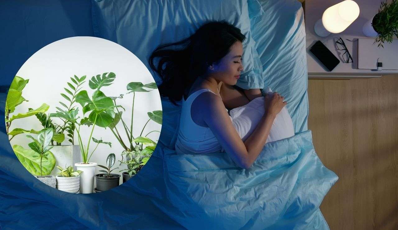 Piante che assorbono l'umidità