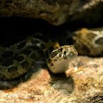 Allerta massima, “Trovata un’anaconda grande più di un furgone”: se abitate qui non uscite di sera | Le immagini assurde