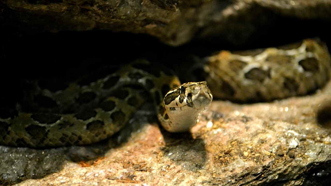 anaconda ecco il rischia che corri