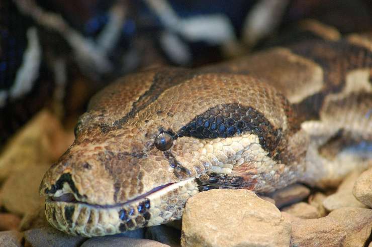 anaconda ecco il rischia che corri