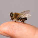 Puntura d’APE: cosa fare nei primi secondi appena ti ha beccato