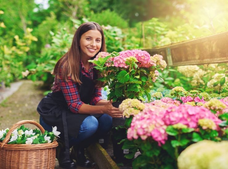 Cura delle ortensie