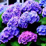 Ortensie sane e prosperose: questo è il trucco dei giardinieri per avere piante rigogliose e fiorite