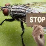 Stop Mosche: come tenerle lontane da verande e giardini e impedire che entrino in casa