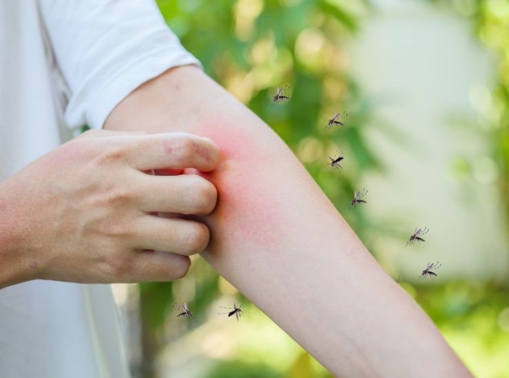Ingrediente naturale che allontana le zanzare