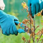 Stress da Calore: come prendersi cura di Piante e Prato nel proprio Giardino